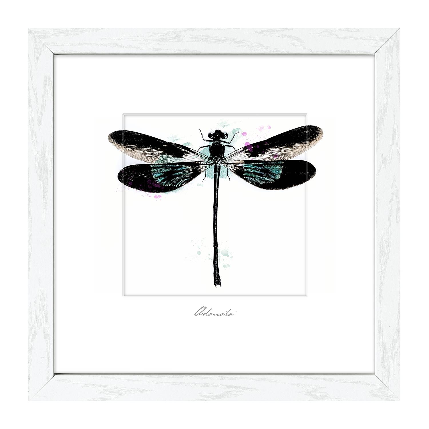 Bild Dragonfly - WeiÃŸ / Schwarz, Pro Art