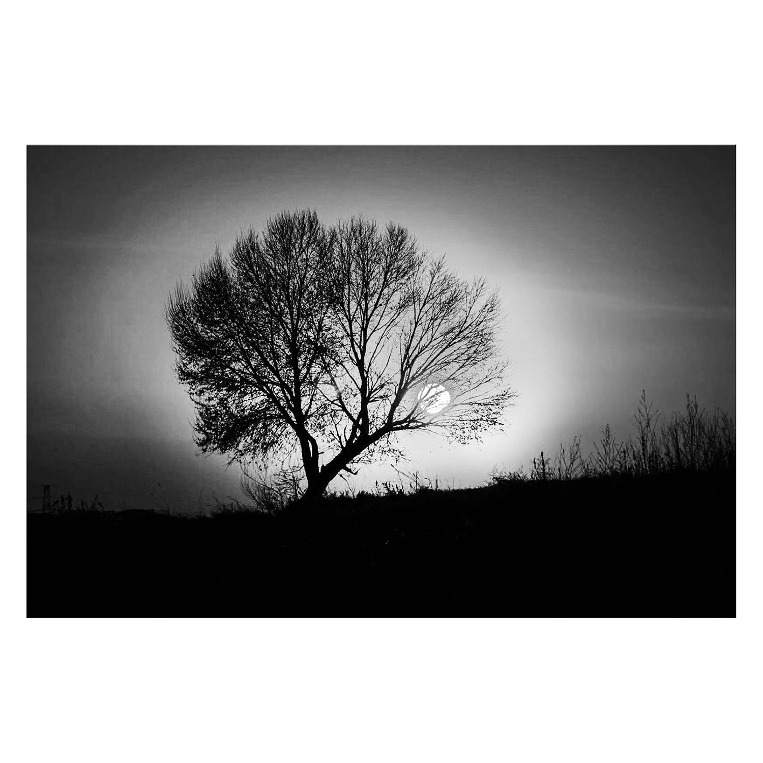 Bild Lonely Black Tree - Leinwand - Schwarz / WeiÃŸ, Wandbilder XXL