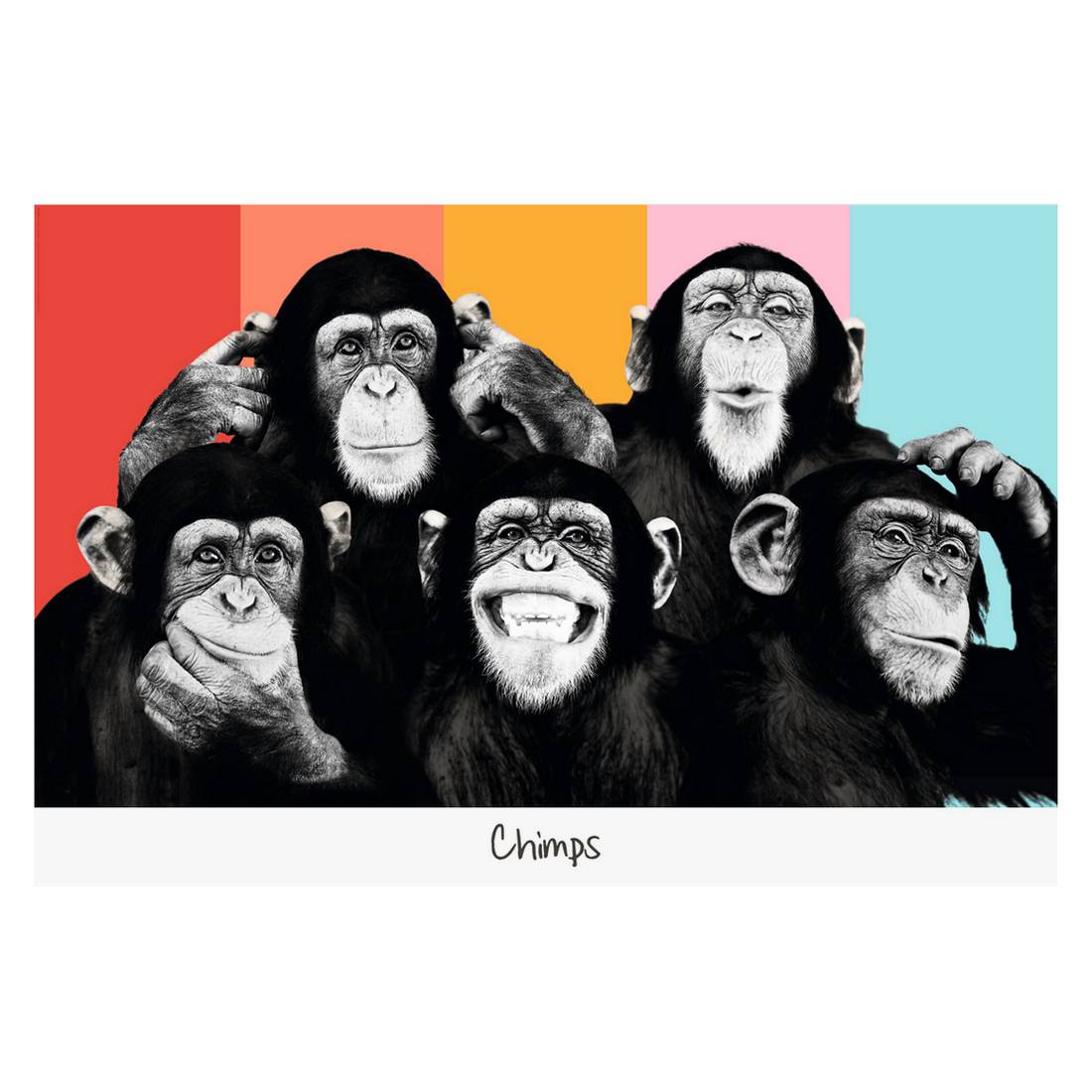 Bild Schimpansen II, Reinders