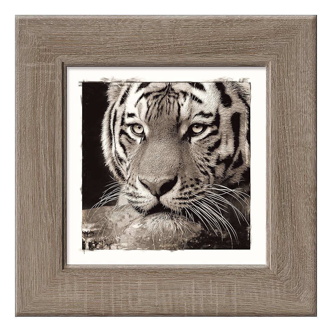 Kunstdruck Tiger I, Pro Art