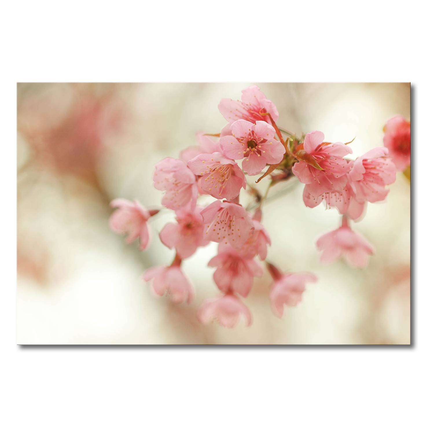 Leinwandbild Cherry Blossoms - Leinwand - Beige / Pink, Maison Belfort